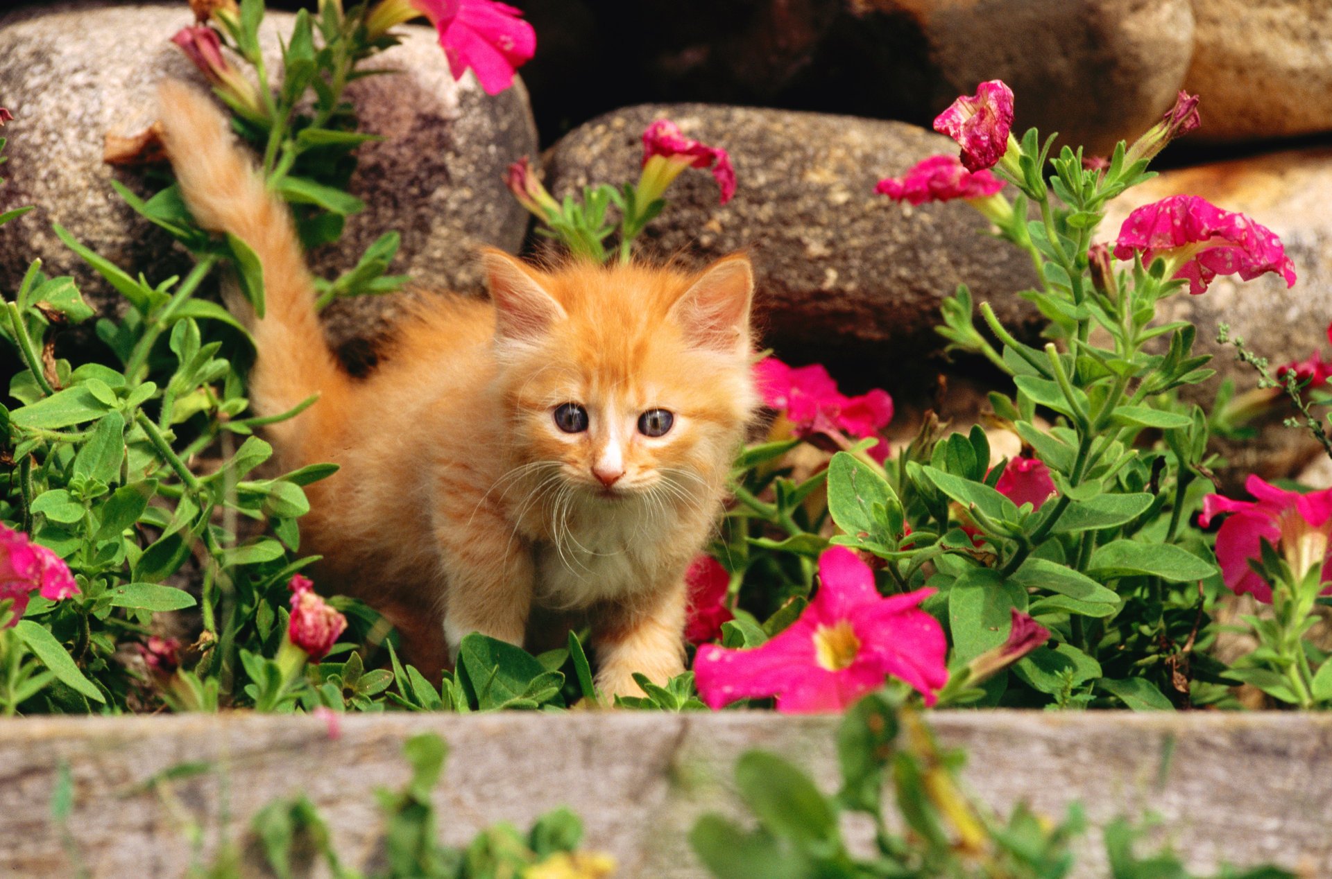 fiori gattino rossa