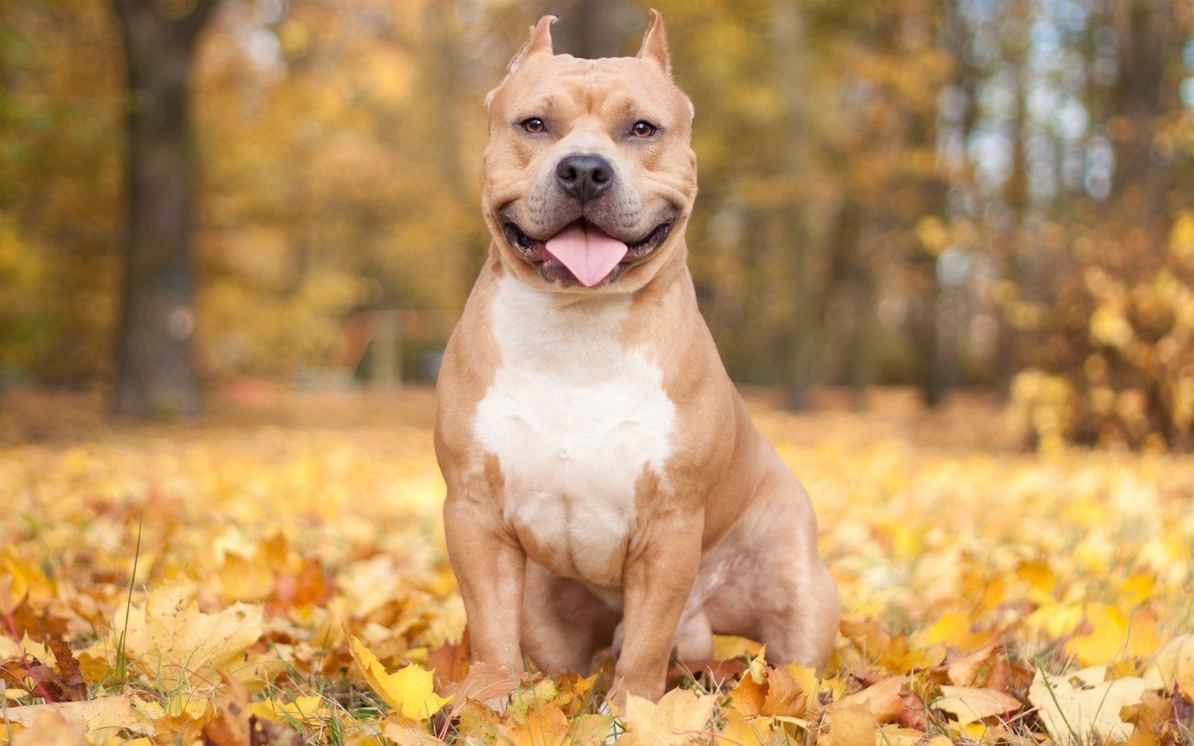 chien automne feuillage