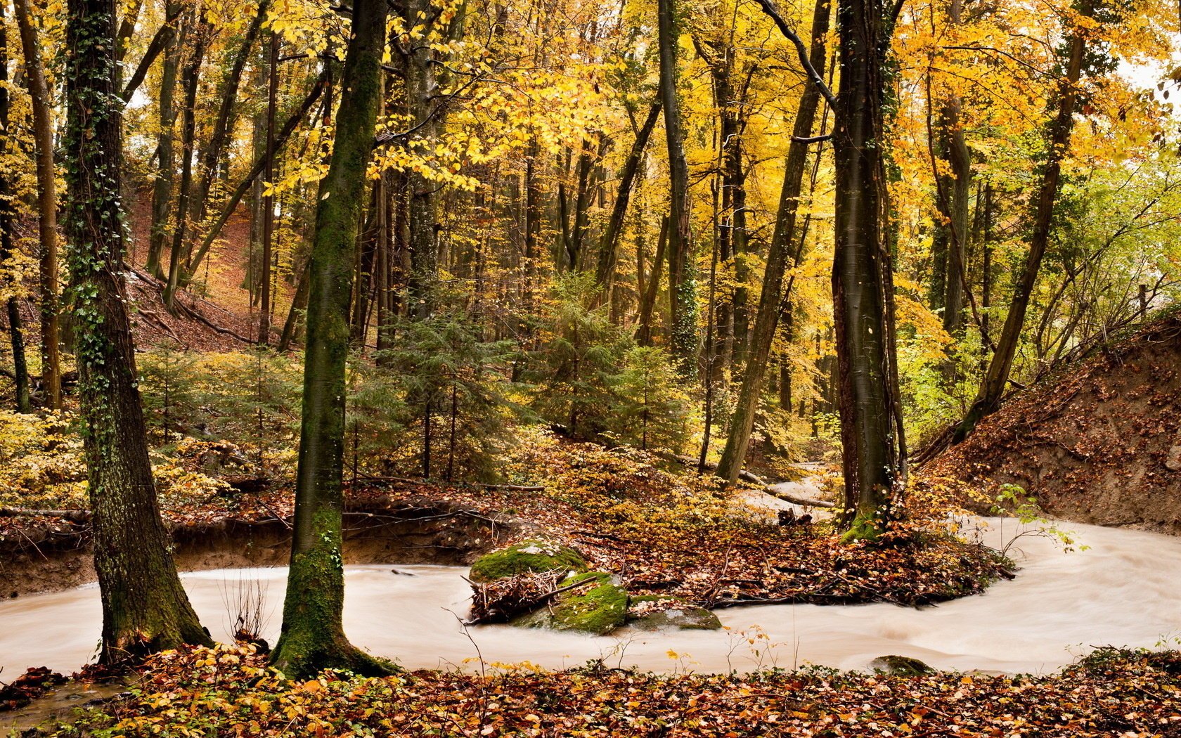 otoño bosque naturaleza