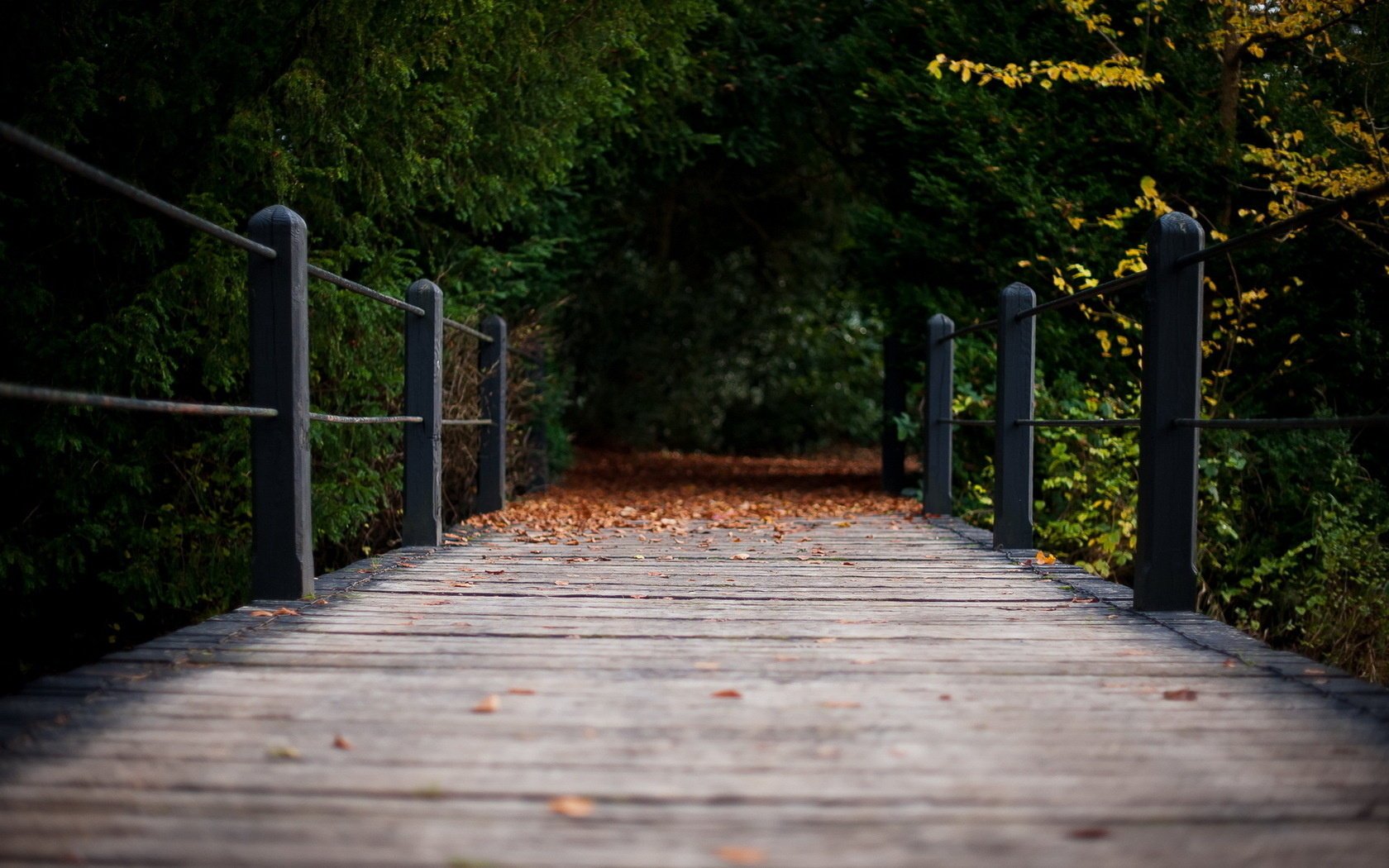 otoño naturaleza puente