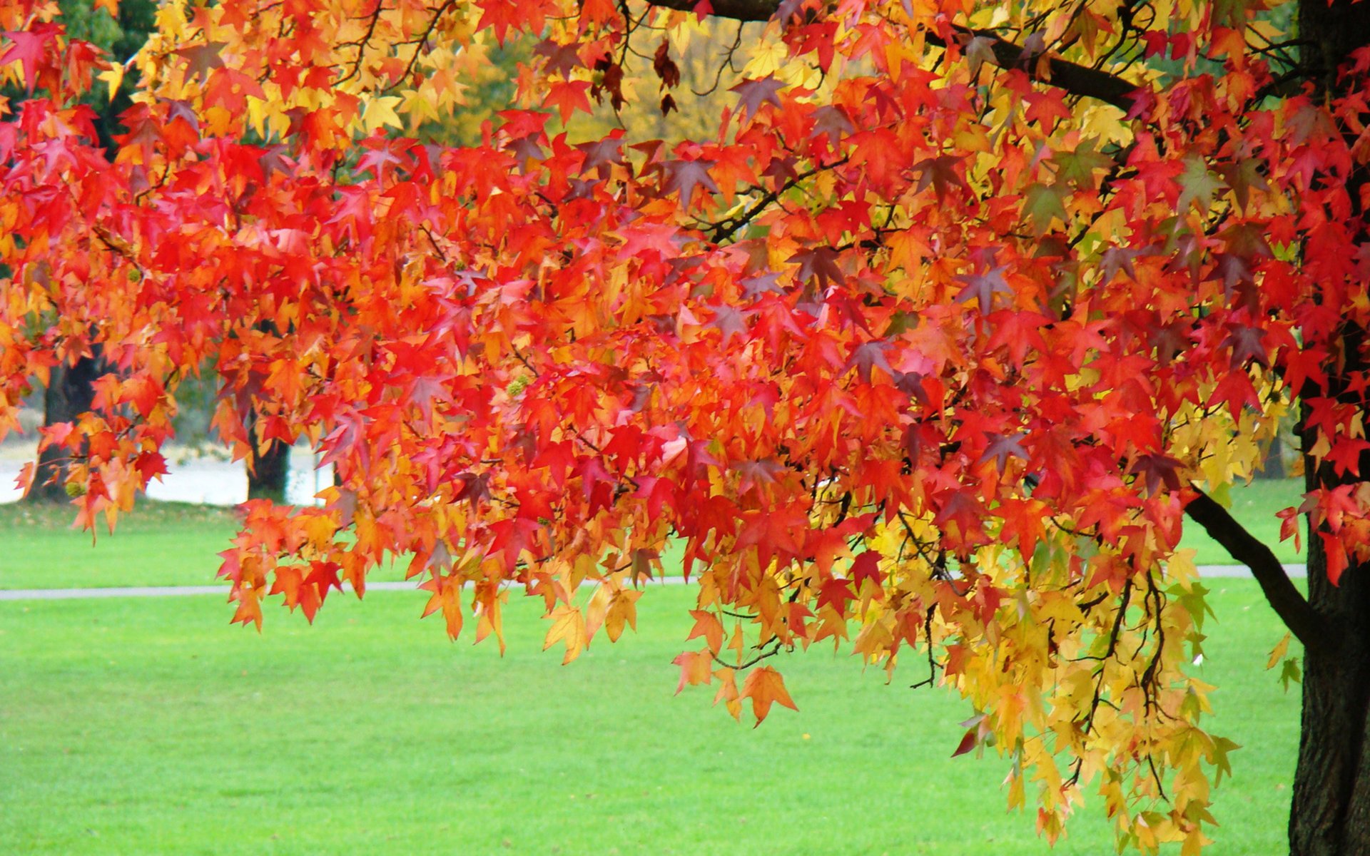 albero foglie rami autunno