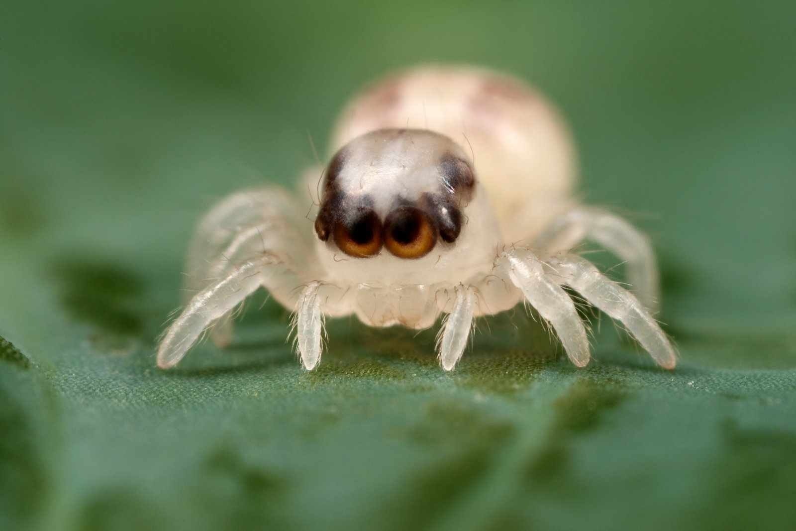 insecto araña