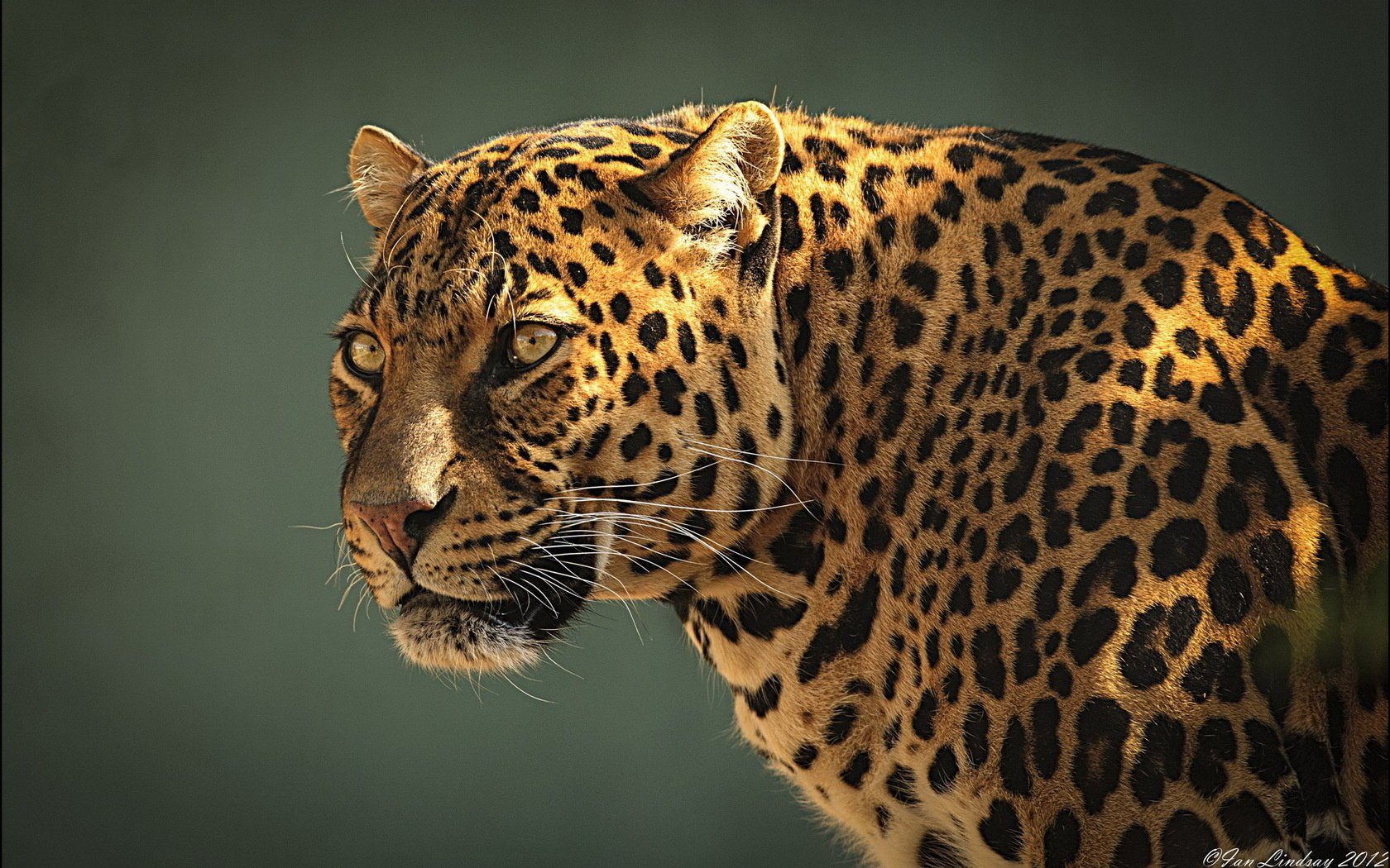 depredador leopardo leopardo hocico perfil