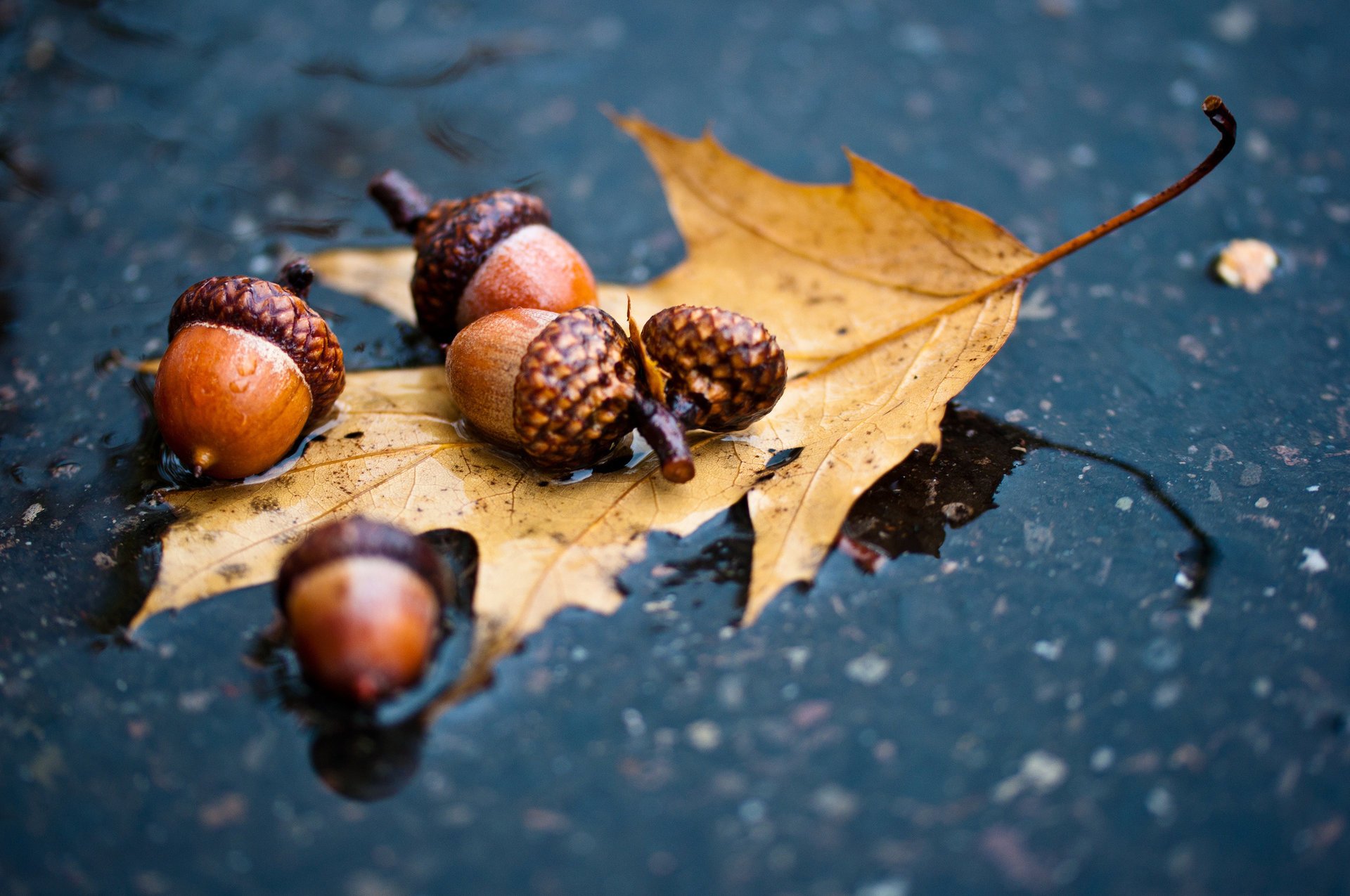 pluie feuille automne chêne gland flaque d eau