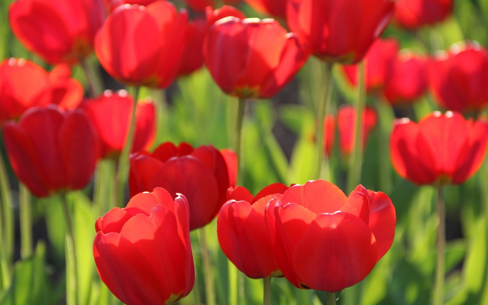 flowers tulip spring