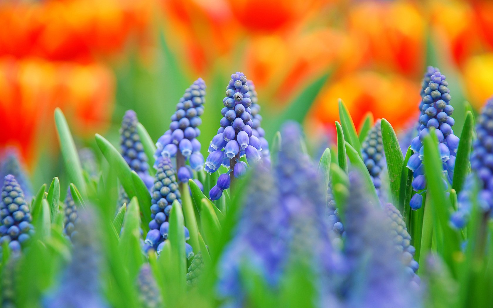 flores azul muscari campo macro