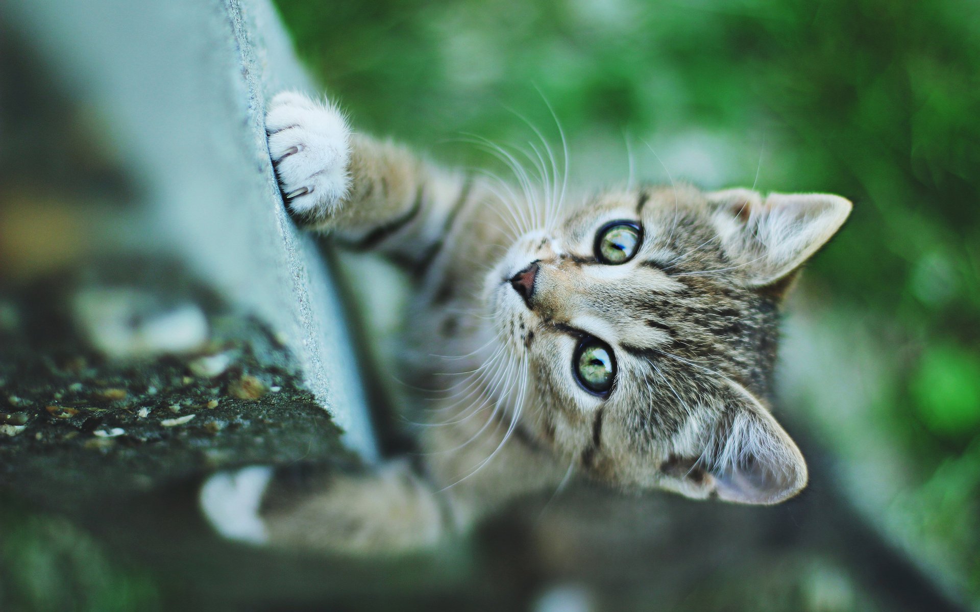 gatito gato mirada