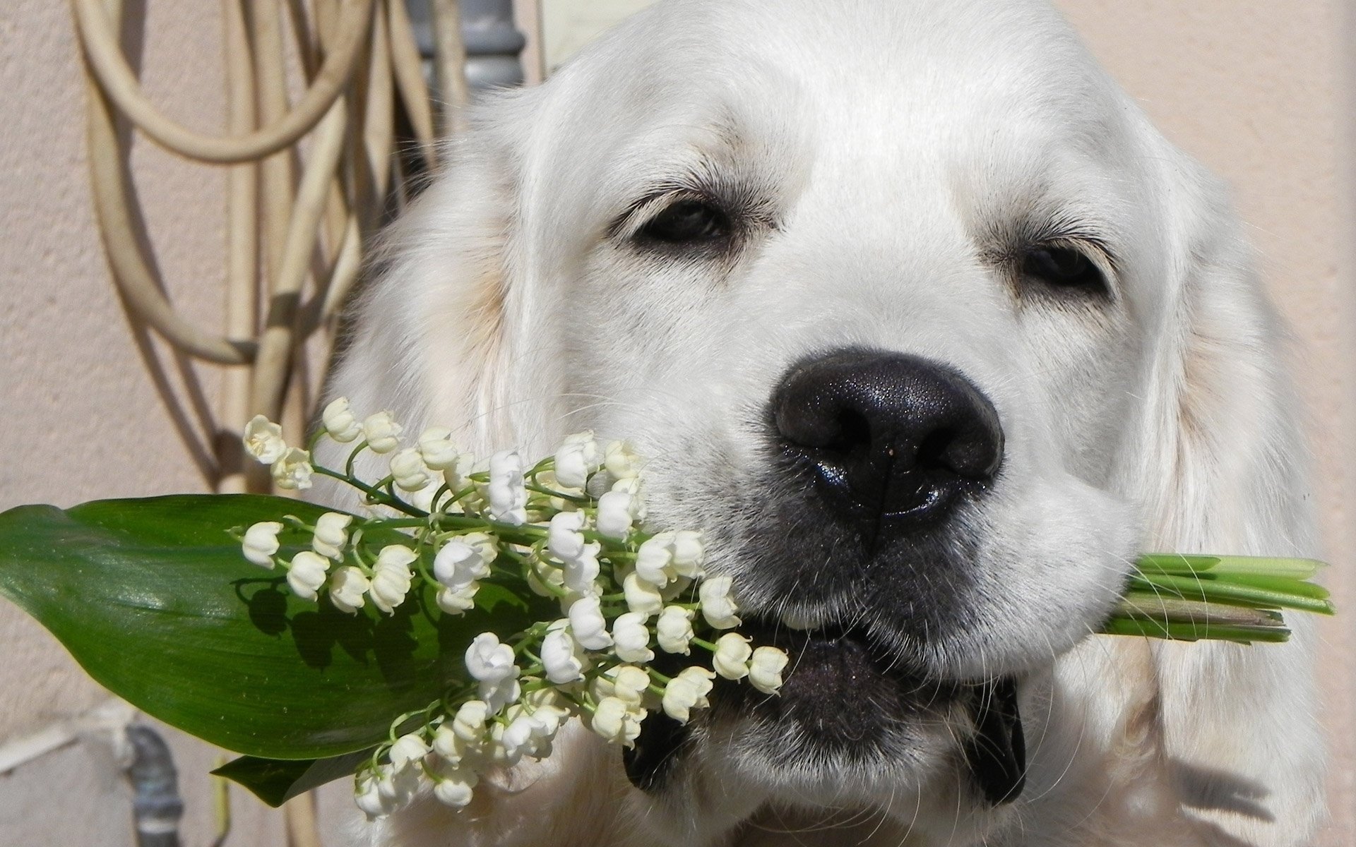 blumen hund freund blick