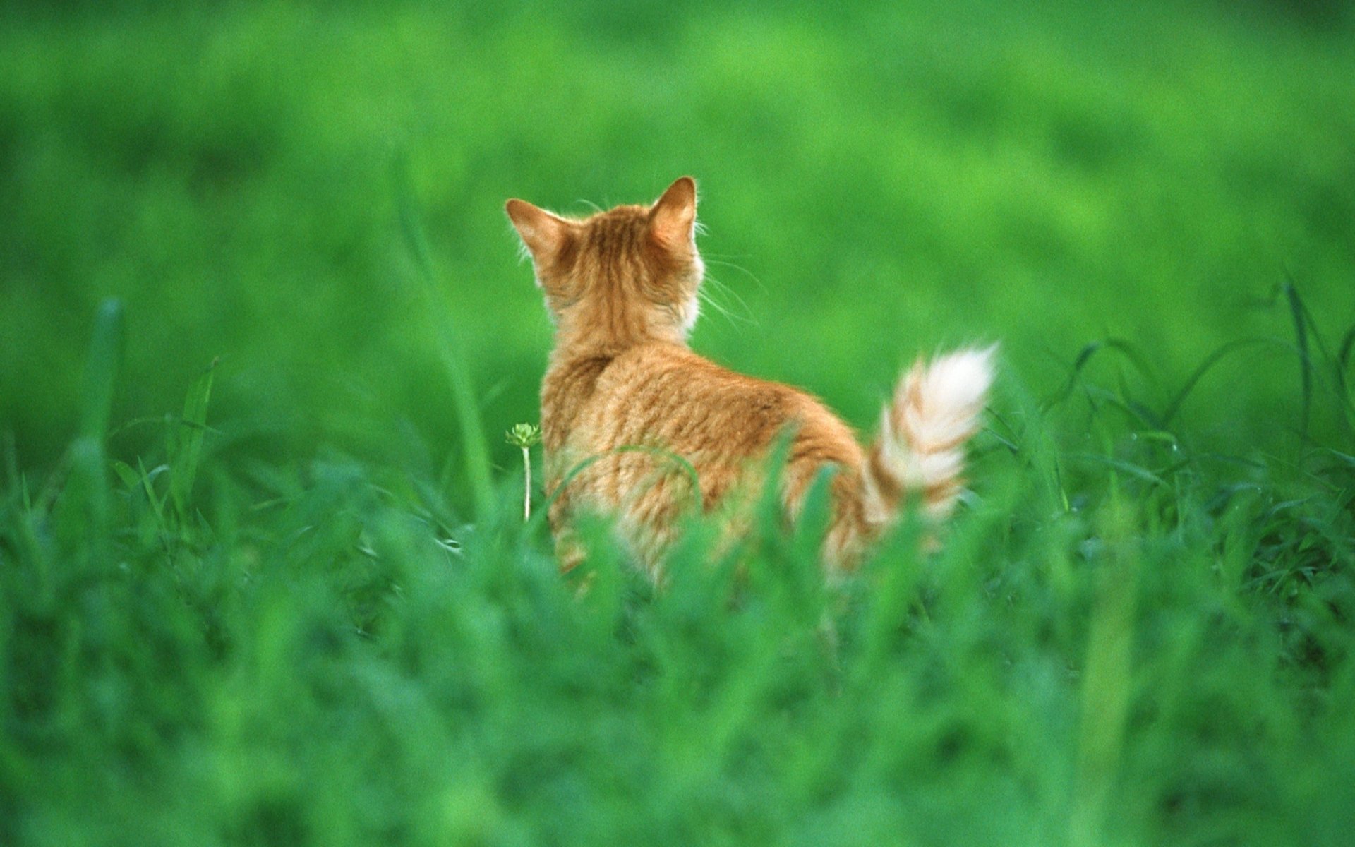 chat rouge queue herbe