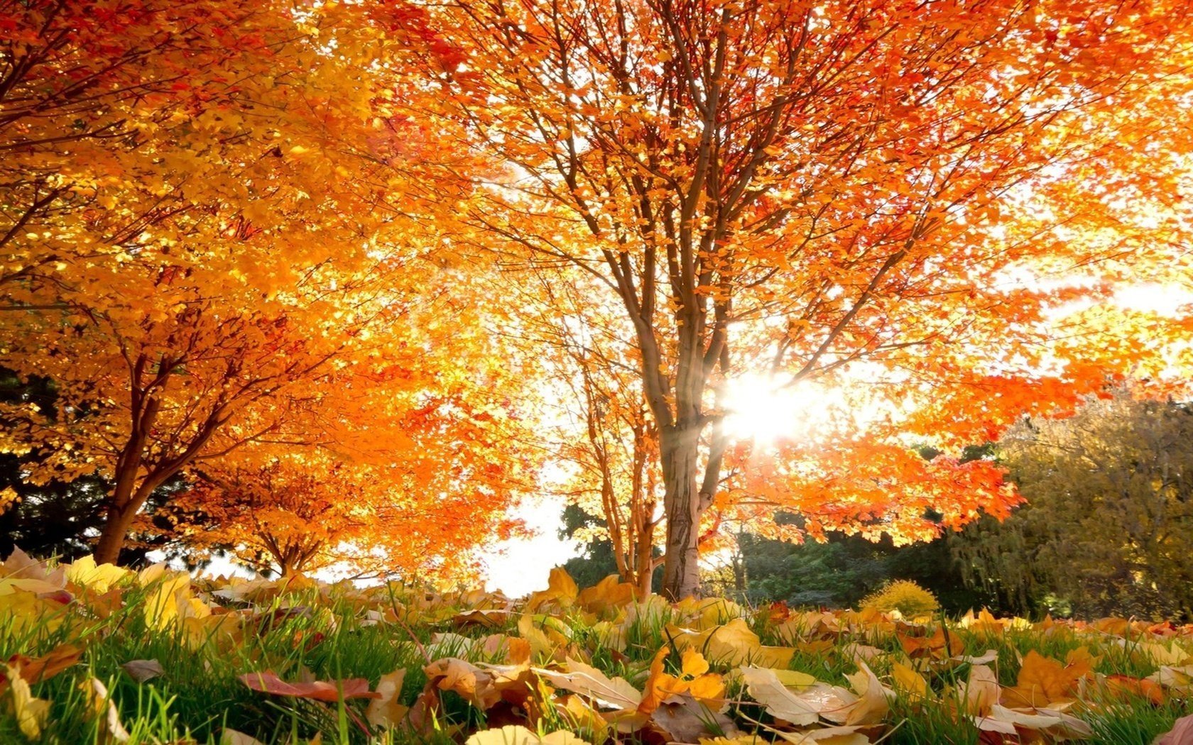 arbre feuilles herbe gros plan