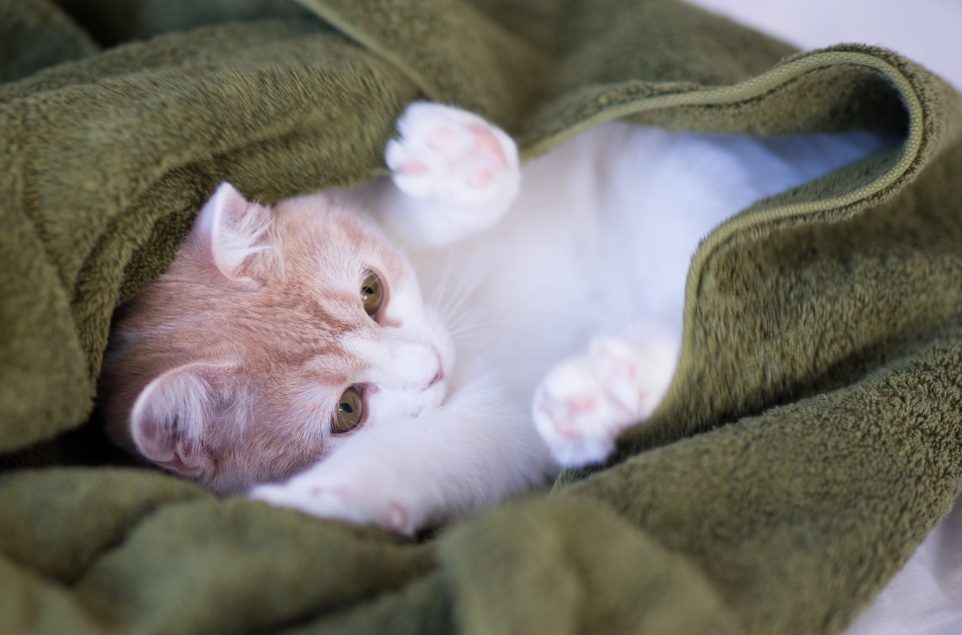 katze kätzchen plaid