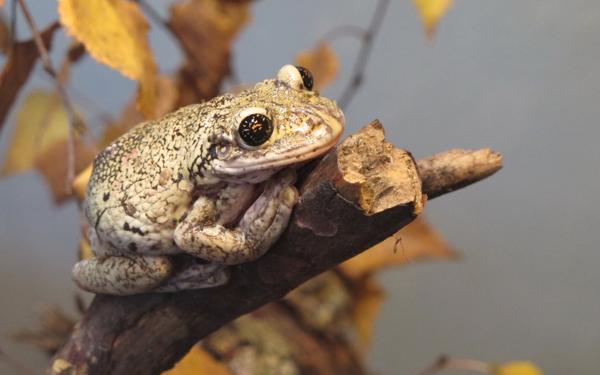 frosch kröte reptil zweig herbst