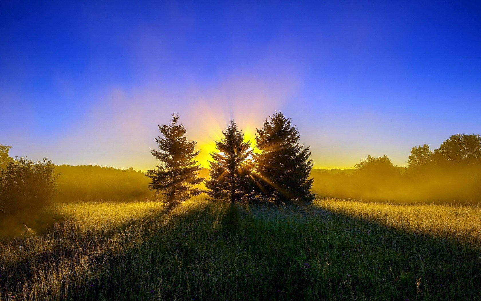 lisière vert herbe forêt arbres