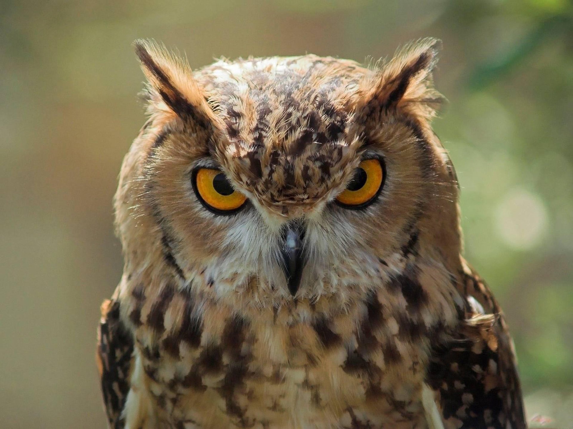 owl owl bird
