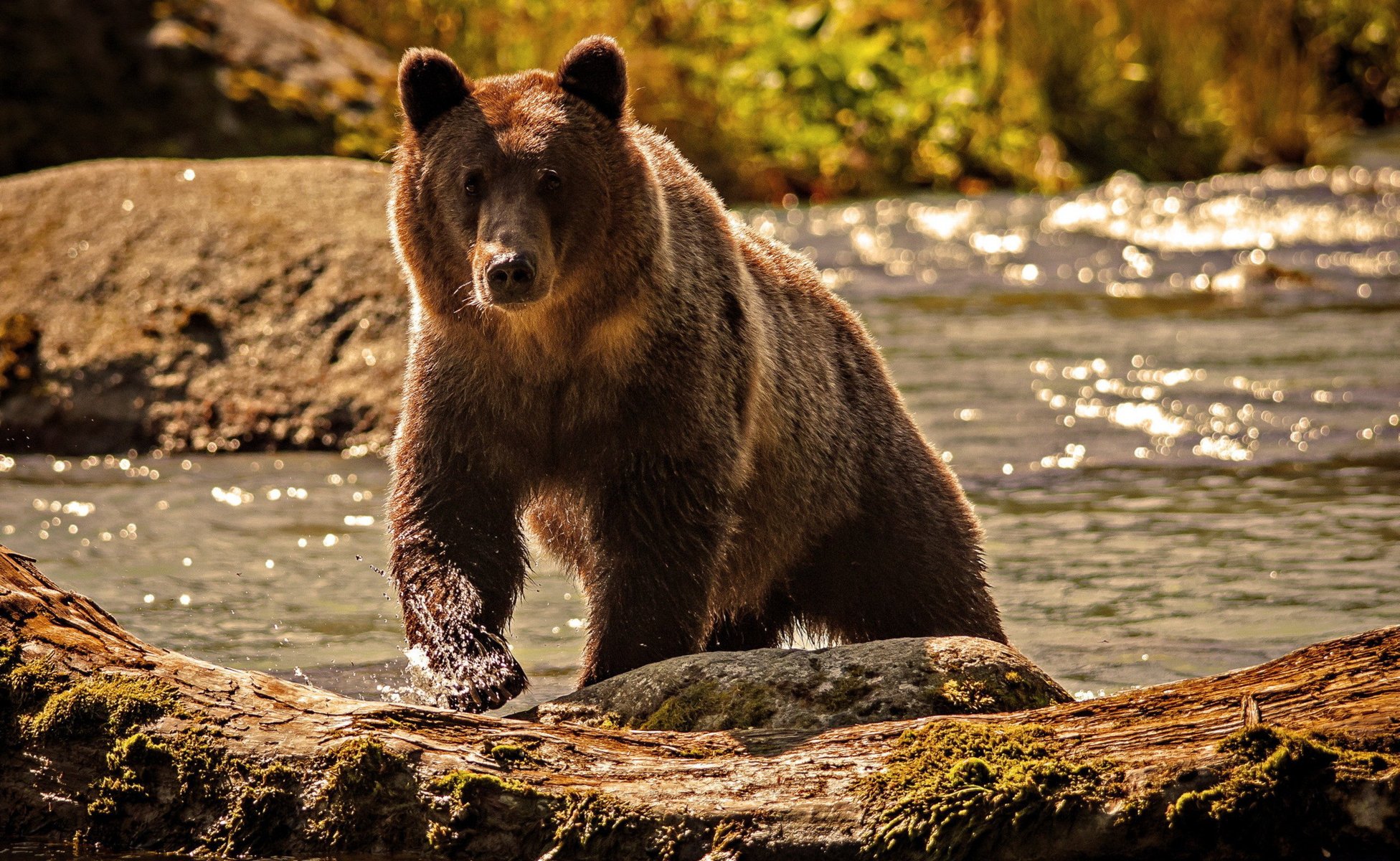 oso agua naturaleza río