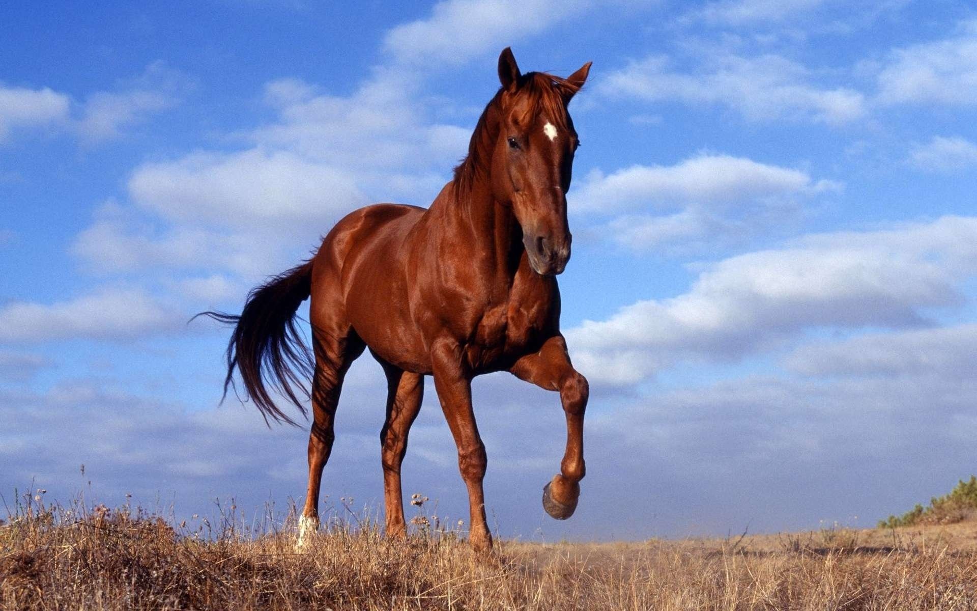 pferd pferd hengst laufen himmel