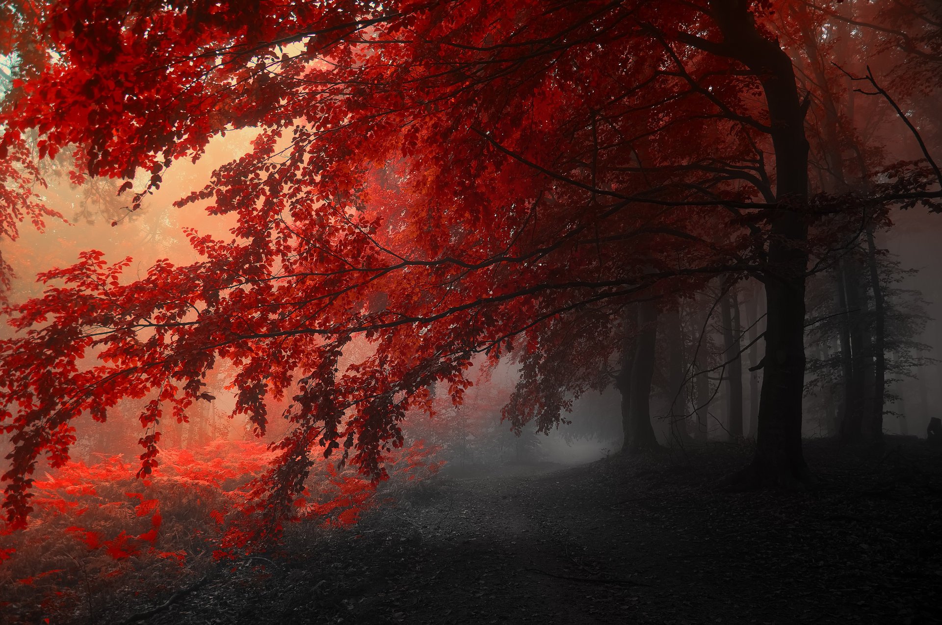 bäume grau rot herbst