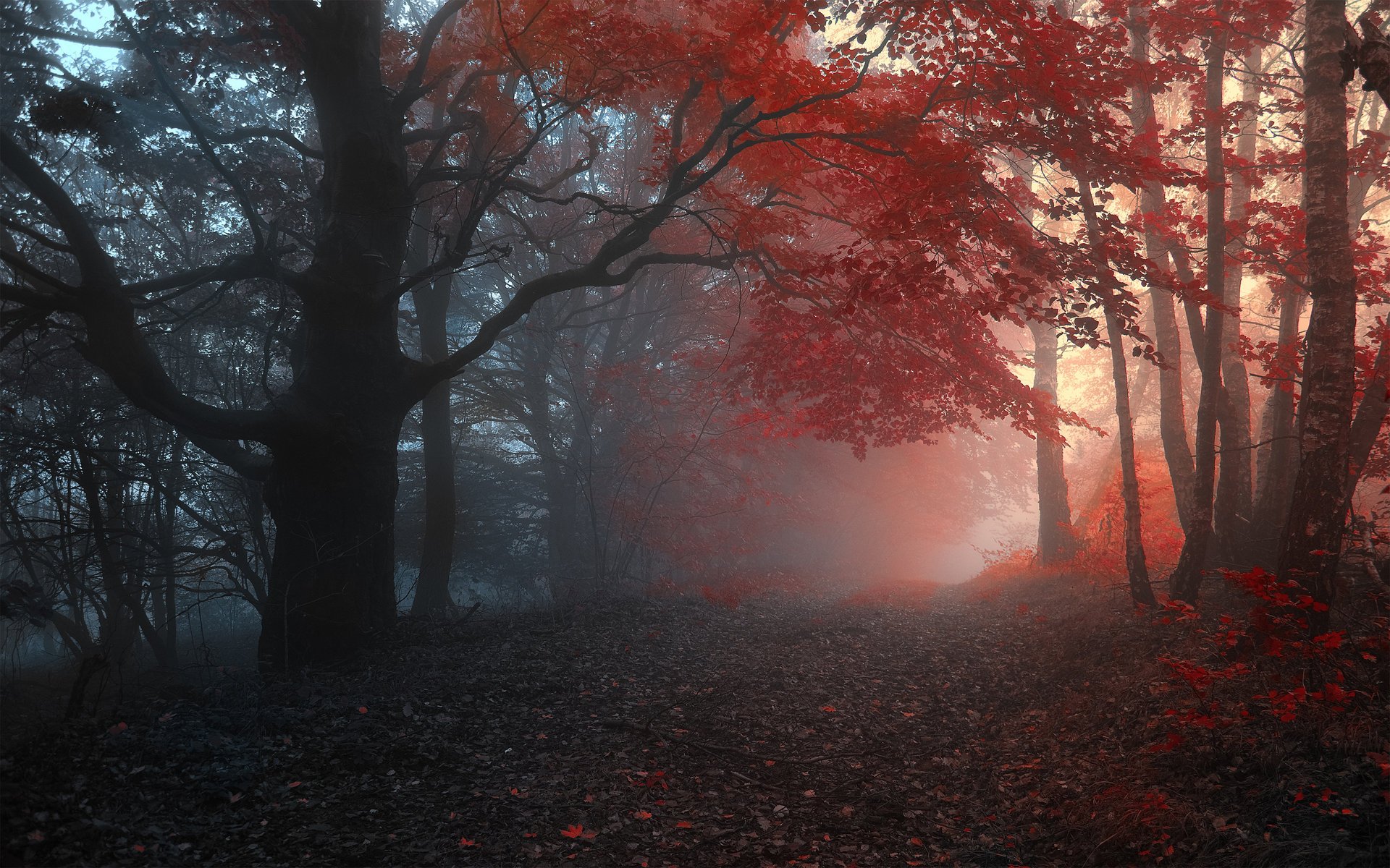 herbst wald bäume nebel straße