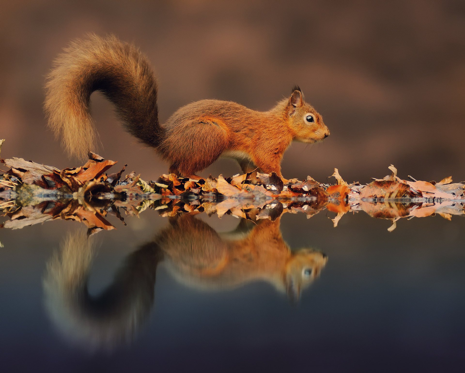 otoño reflexión agua ardilla follaje