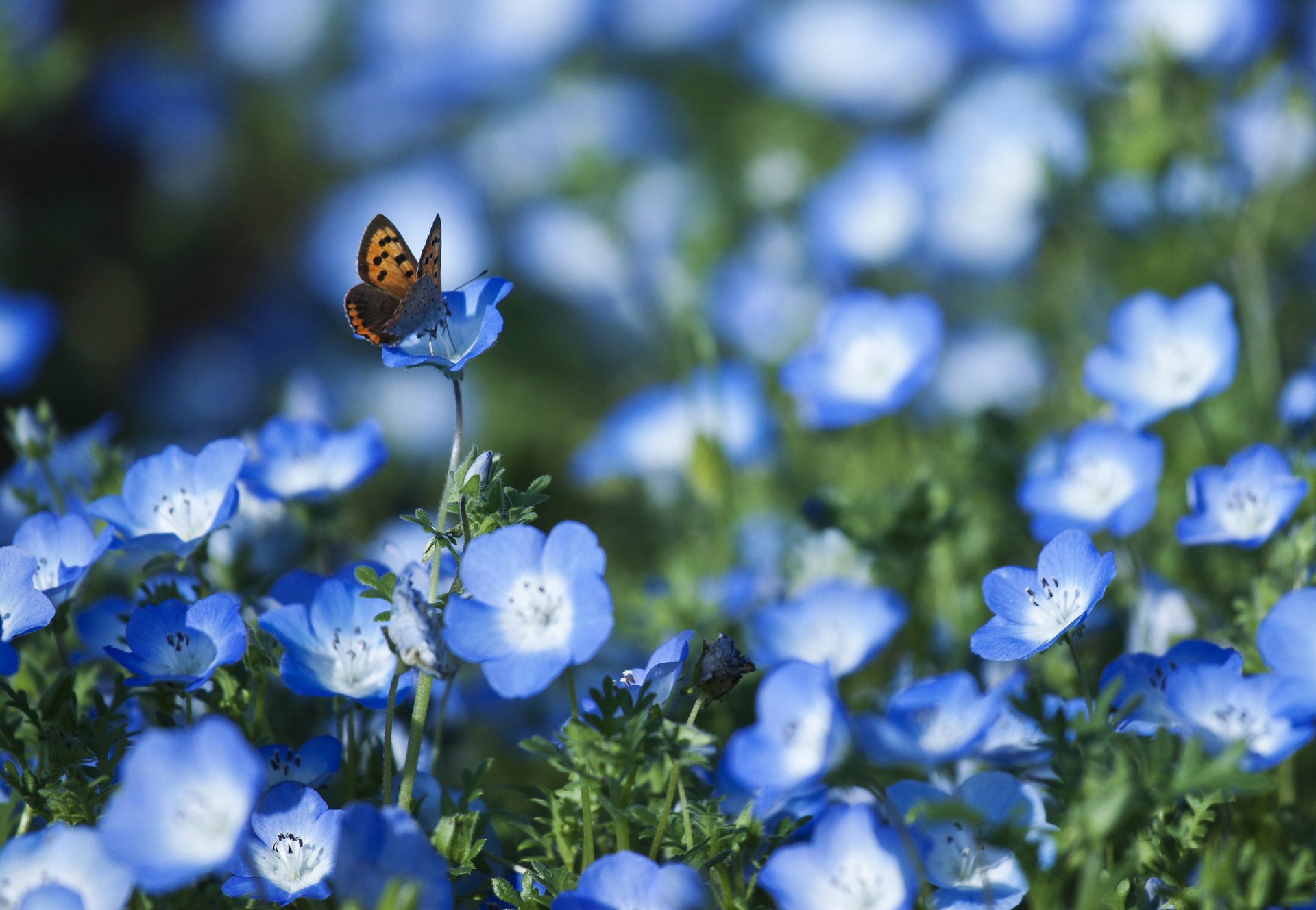 fleurs nemophila bleu pétales