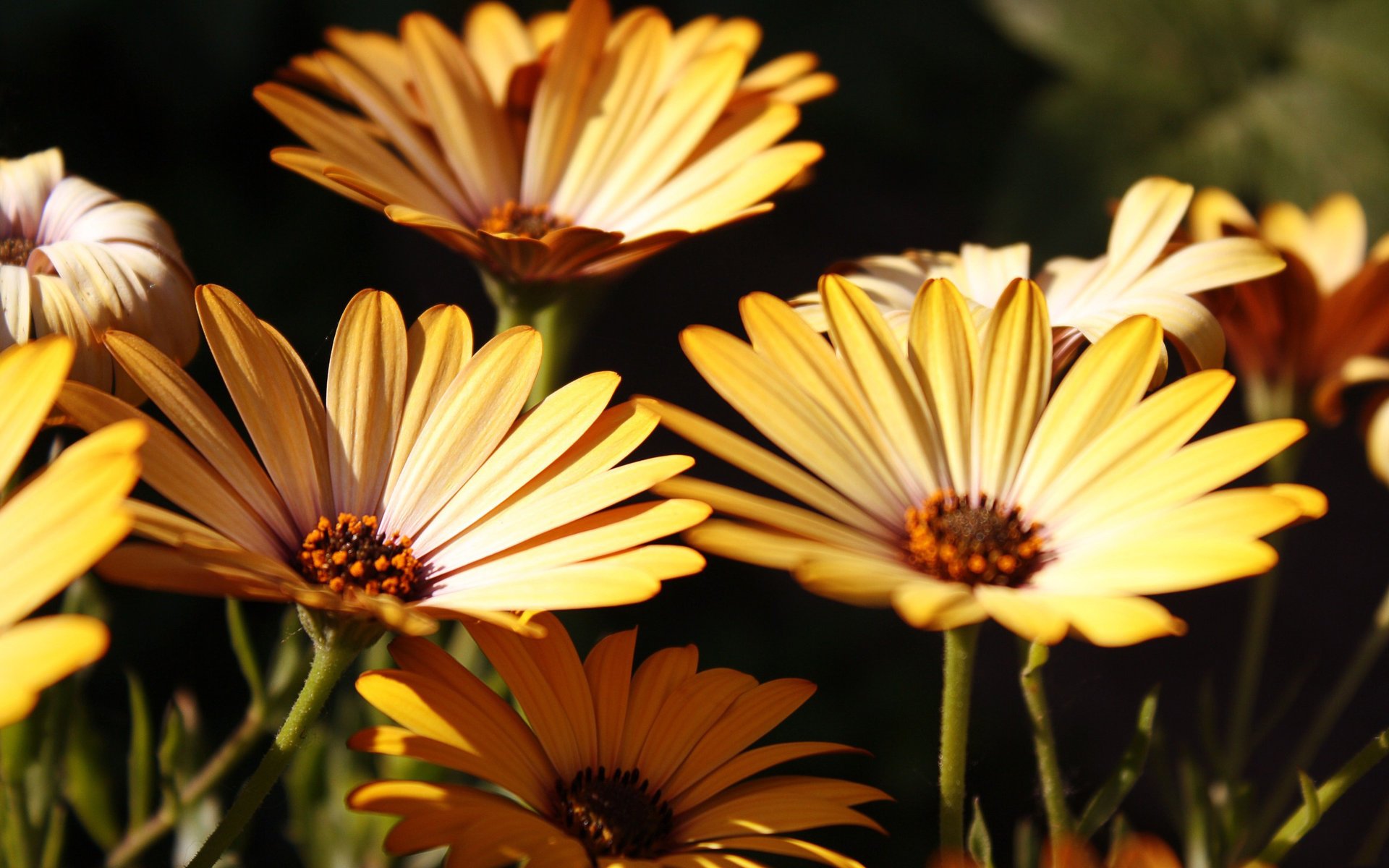 gerbera yellow