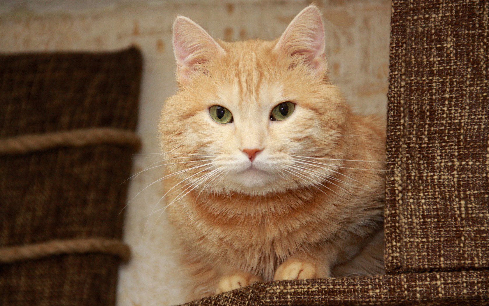 gatto gatto rossa