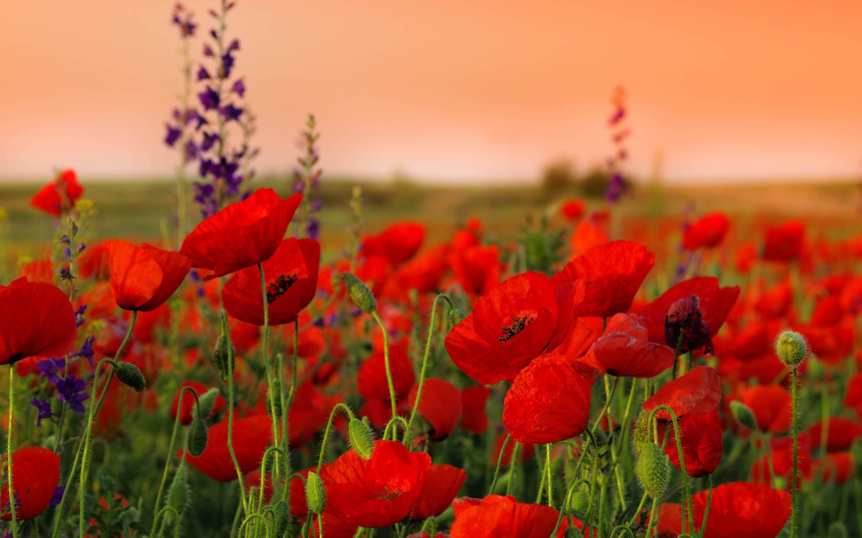 campo brotes rojos amapolas flores