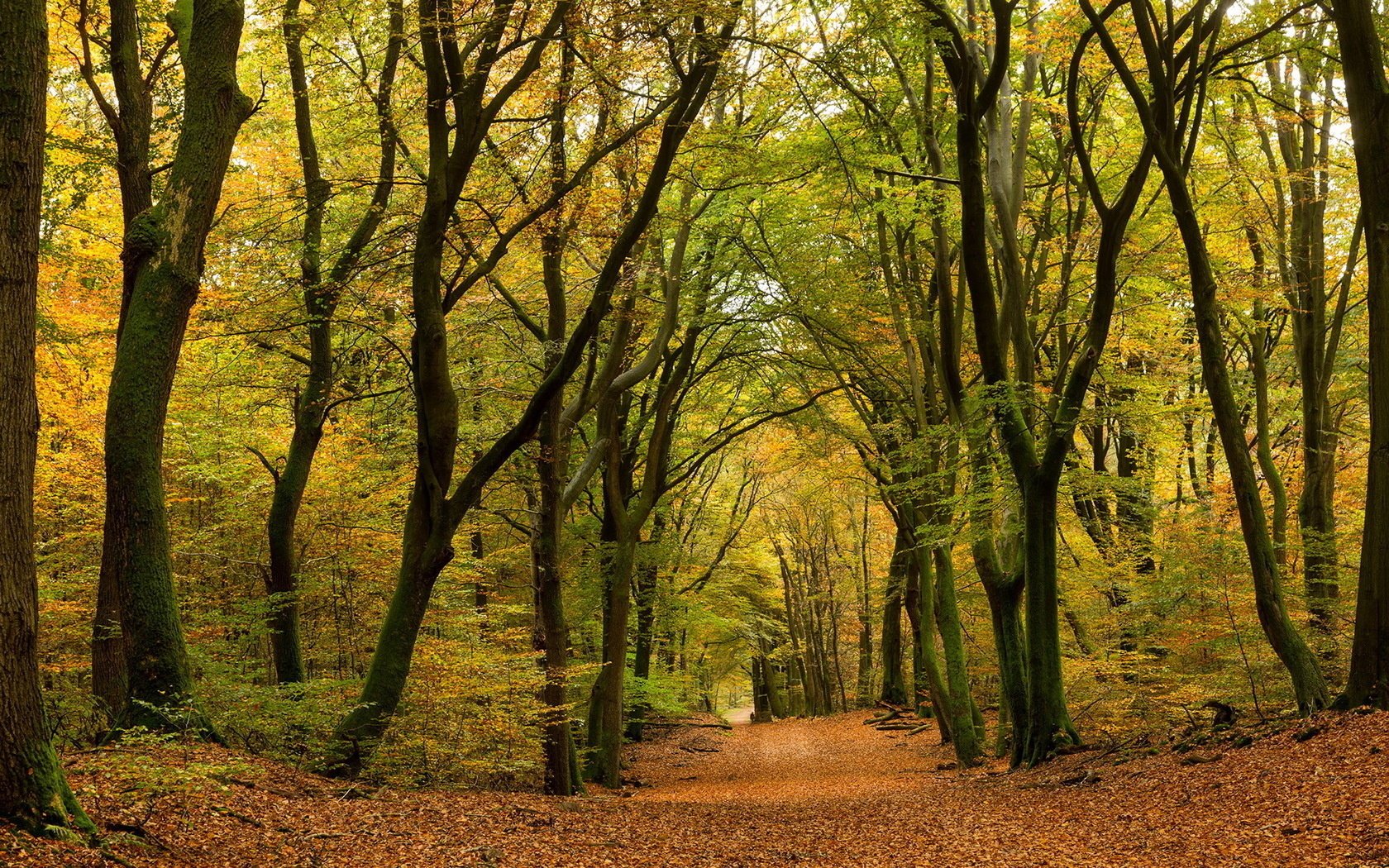 naturaleza otoño bosque