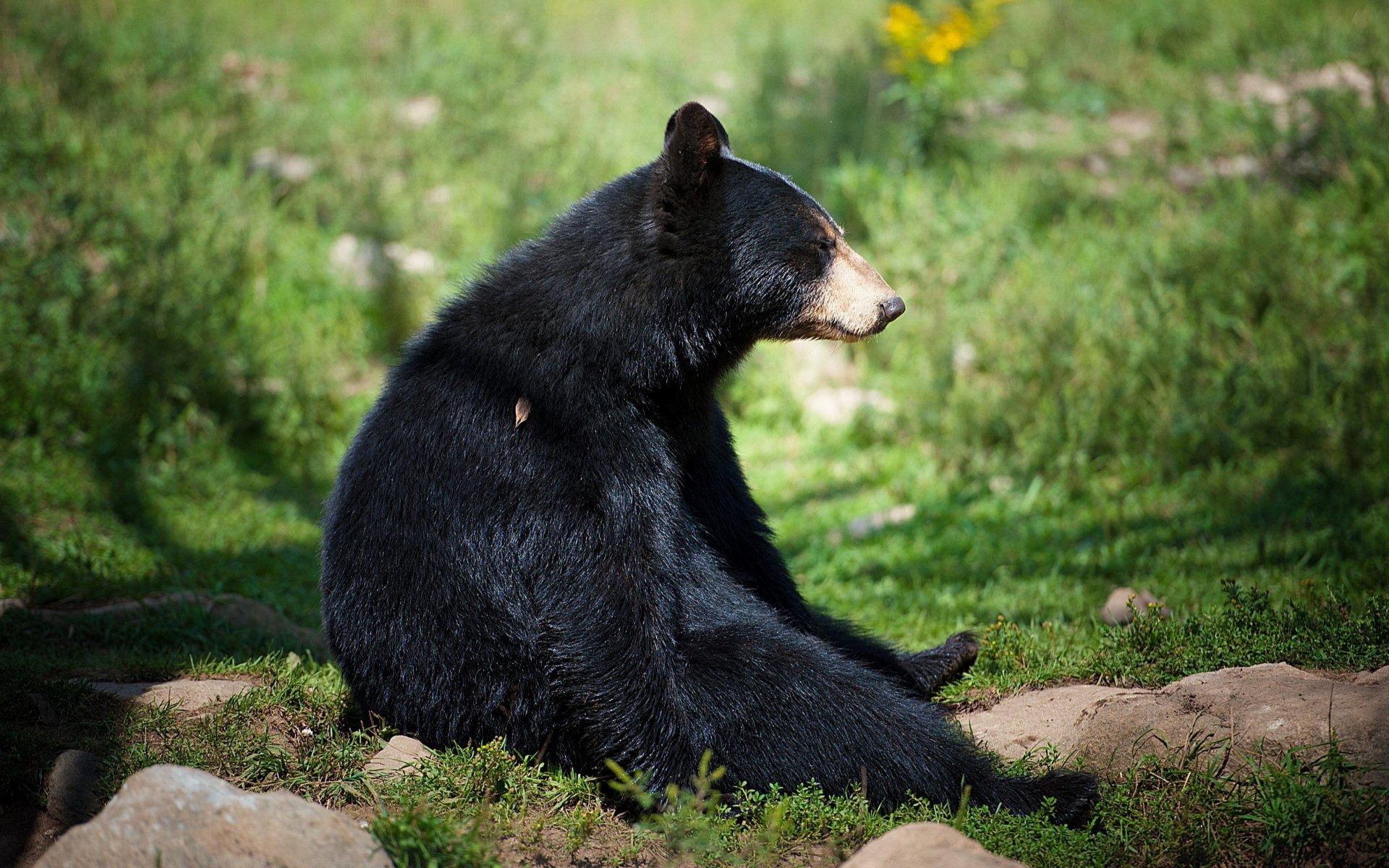 bär schwarz sitzen
