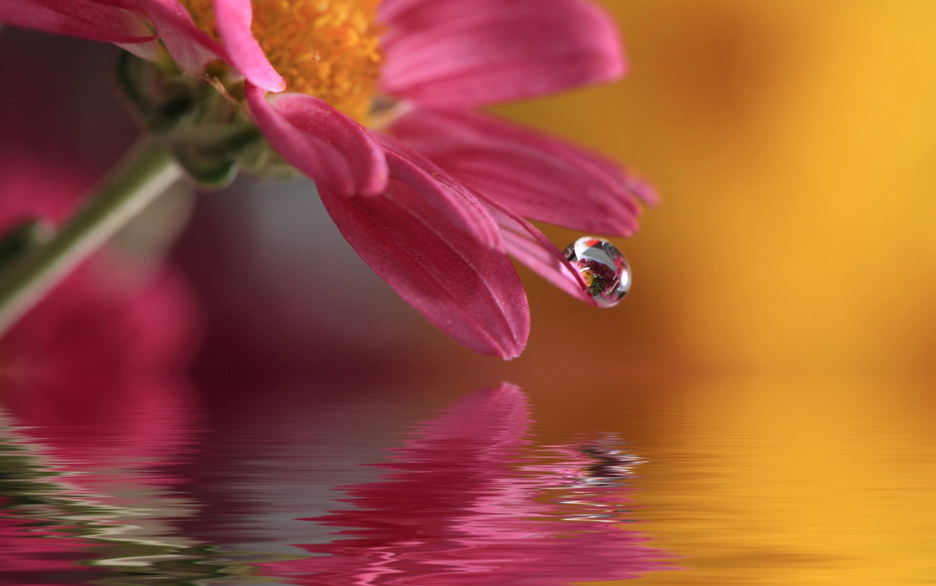 waterdrop вода природа цветок macro капля