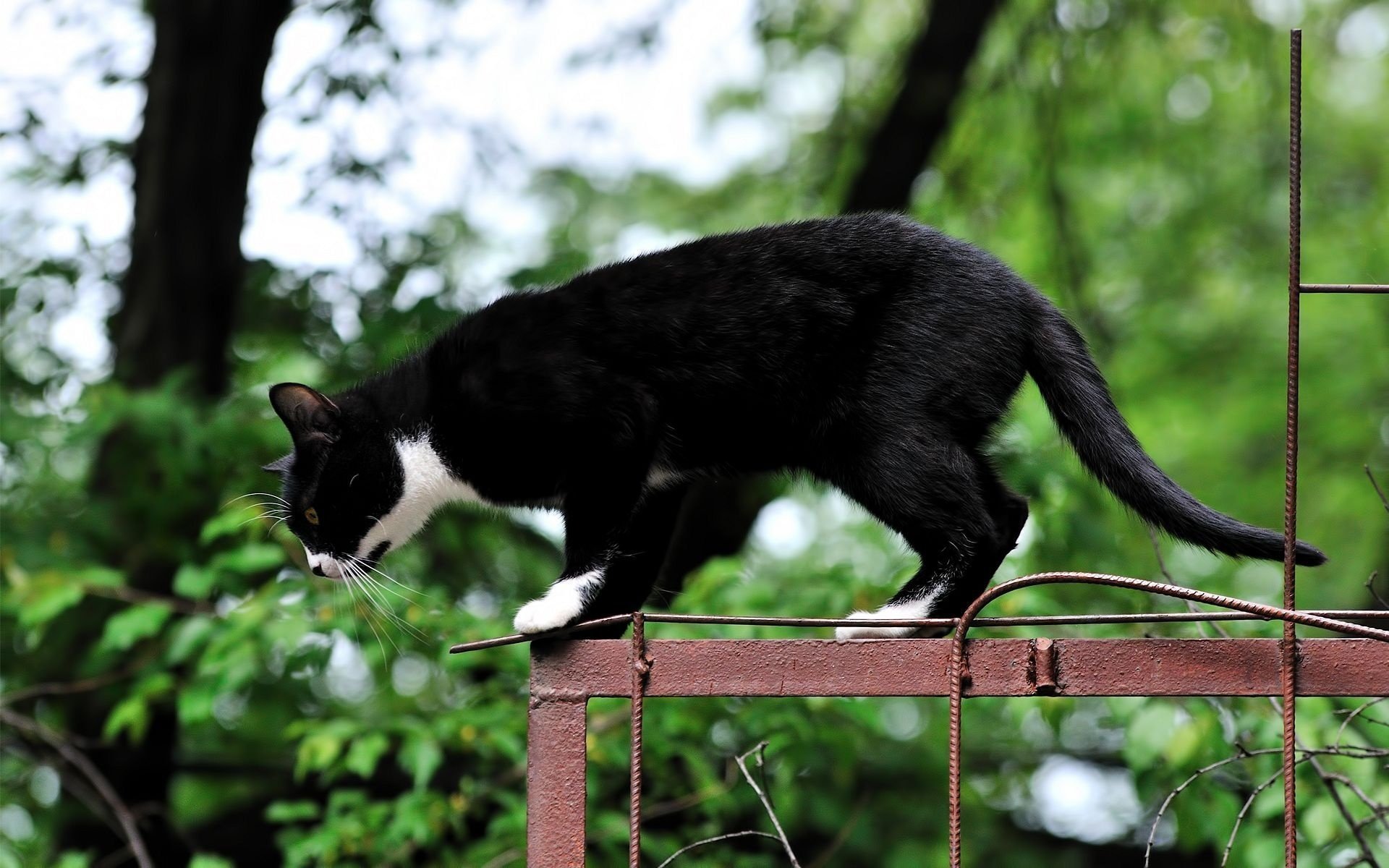 gato gato salto
