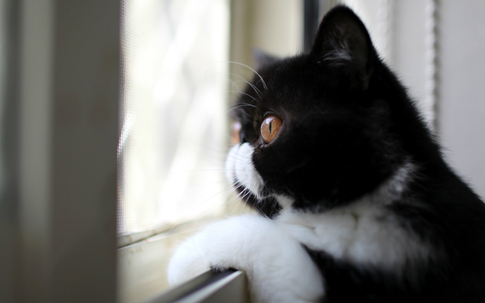 gato blanco y negro perfil color