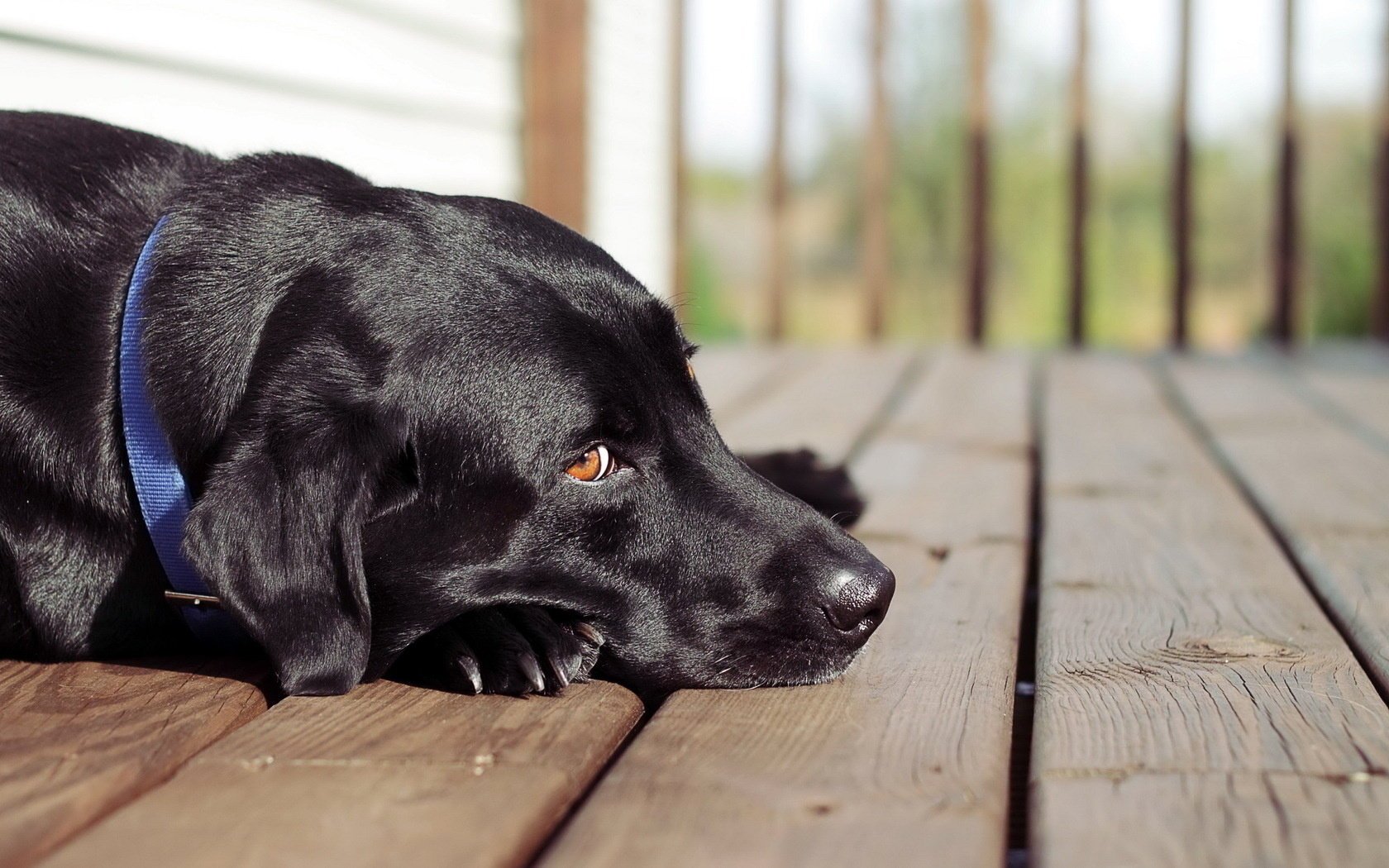 cane sguardo amico