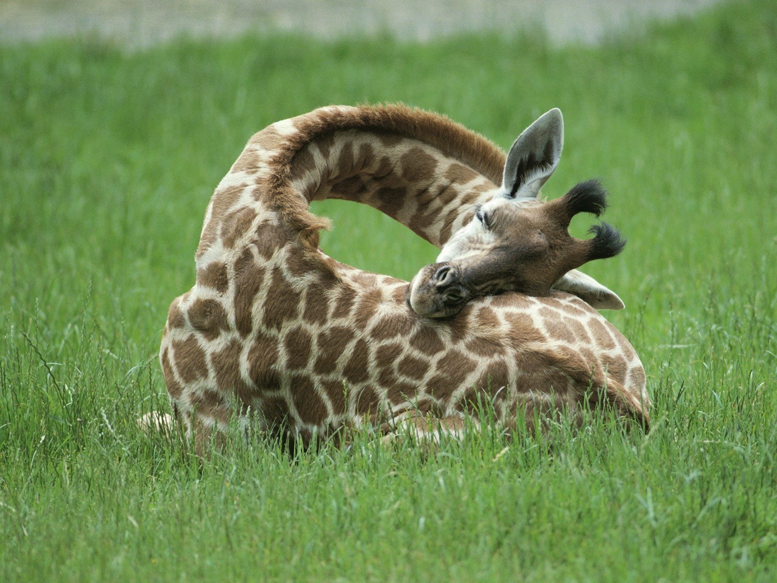 giraffa collo erba