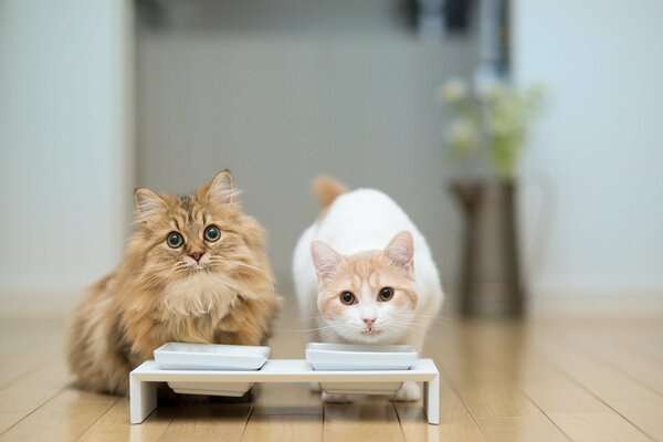 Dos gatos se preparan para la cena