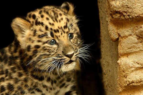 Baby Leopard sembra spaventato