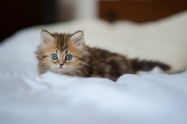 Lo sguardo penetrante di un gattino carino