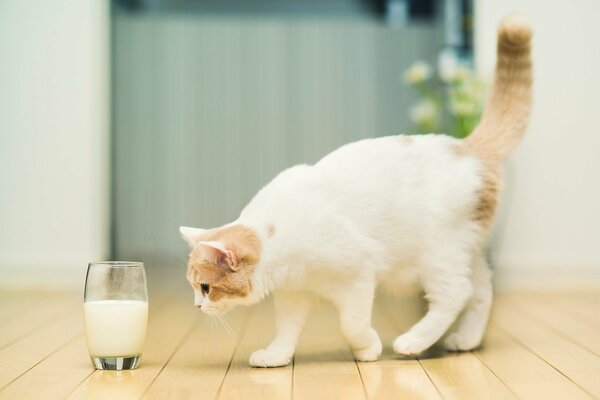 Le chat chasse un verre de mollk