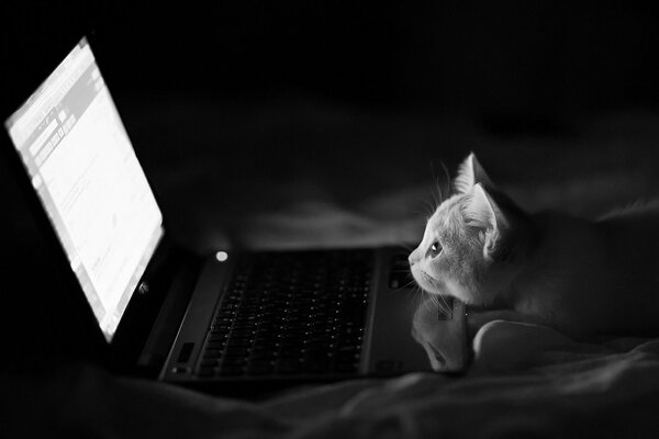 Chat aime regarder des films