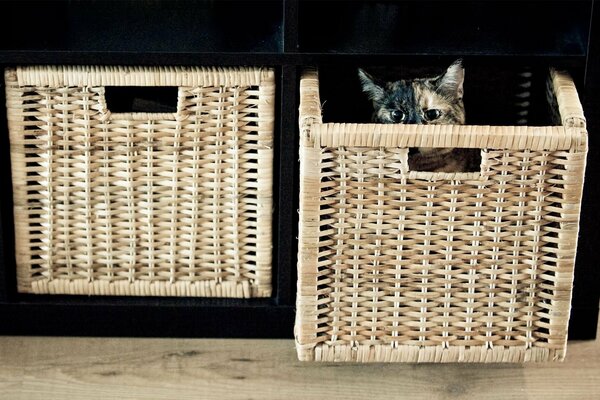 Chat joue à cache-cache avec le chat
