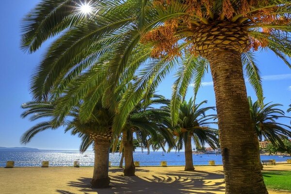 Sea of palm trees on the beach