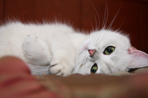 Blanco hermoso gato sueña