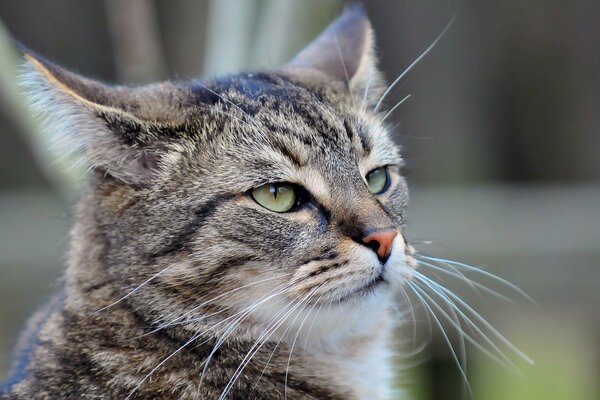 Chat accroché de chagrin moustache