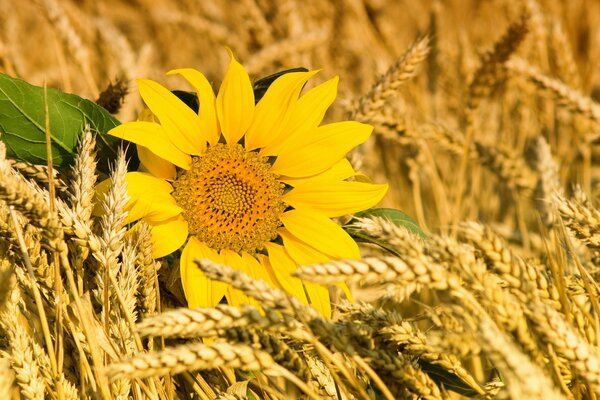 Girasol amarillo se encuentra en espigas de trigo