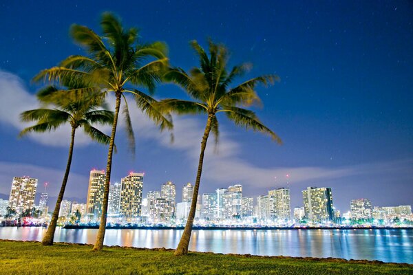 Palm trees in Hawaii with a view of the beach park