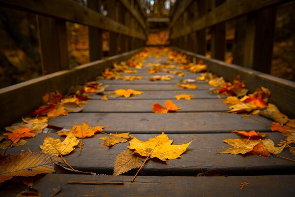 Yellow , red , orange autumn leaves are lying on the bridge