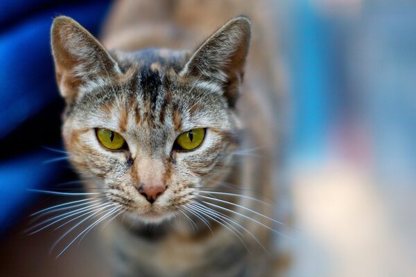 Gatto con occhi verdi attraenti