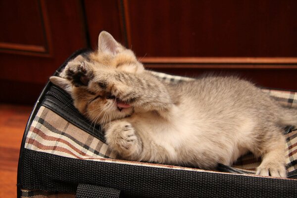 Cute kitten washes in his crib