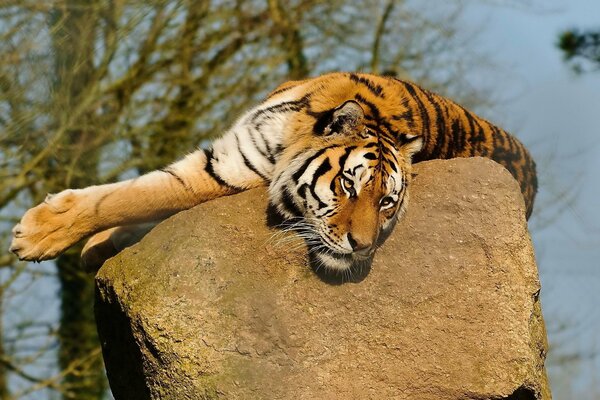 Der Tiger liegt auf einem Stein und blickt in die Zukunft