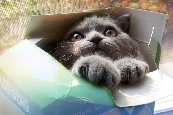 Cute cat sitting in a box